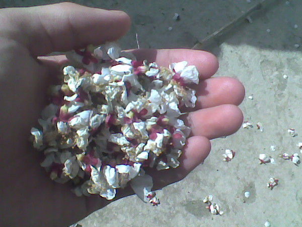 Алмат Алмат