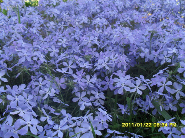 Елена Олейникова