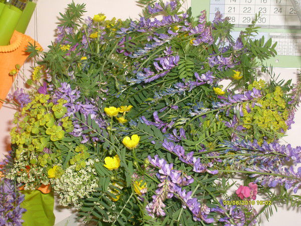 Лена Соколова