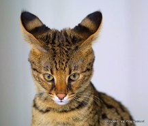 Александр Королёв