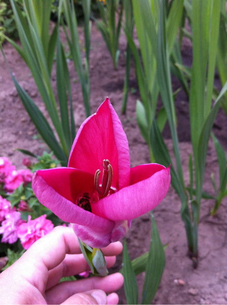 Галина Горлова