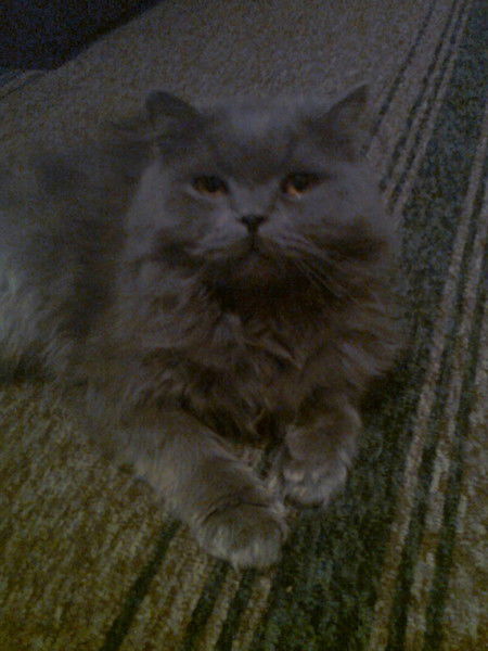 Артем Карибов