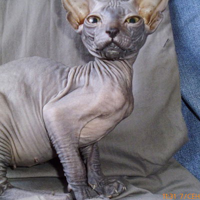 Андрей Андрей