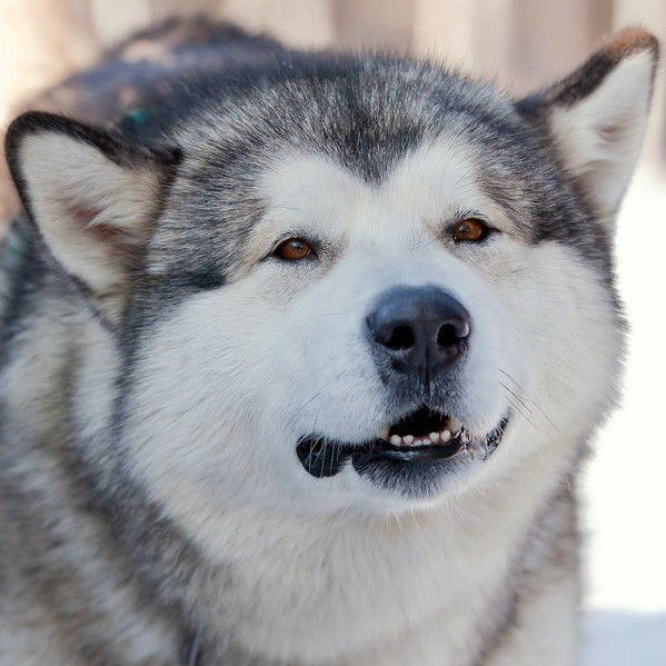 Светлана Саратова