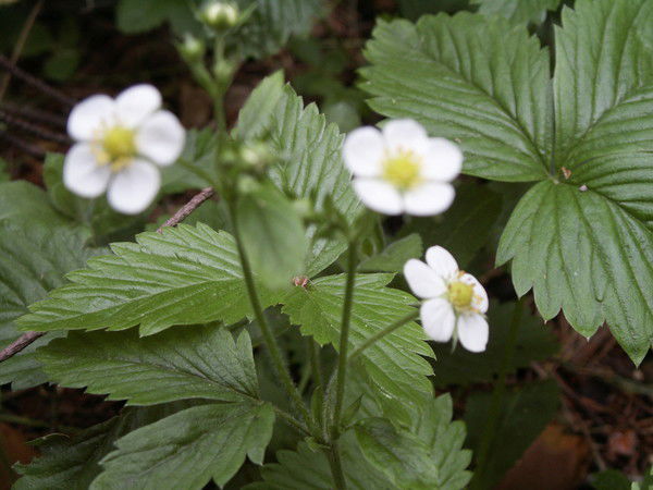 Татьяна Панкратова