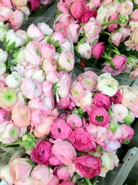 Галина Агеева