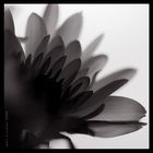 Елена Маслова