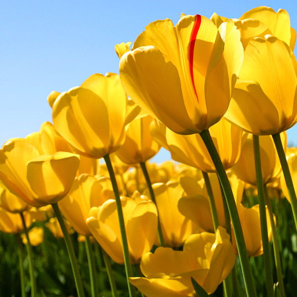 Гулжан Сариева