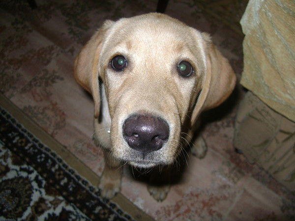 Вика Глебова