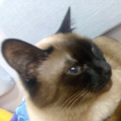 Адис Ходжаяров