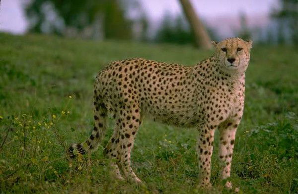 Наталья Широкова (Степаненко)