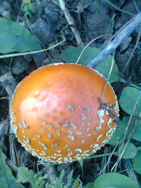 Михаил Васильевич