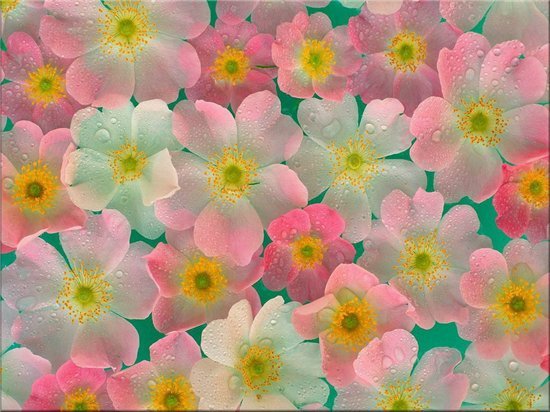 Елена Серкина