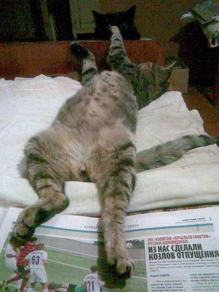 Лариса Чевычалова