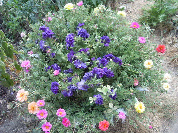 Людмила Ерофеева