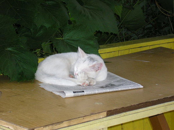 Сергей Серый