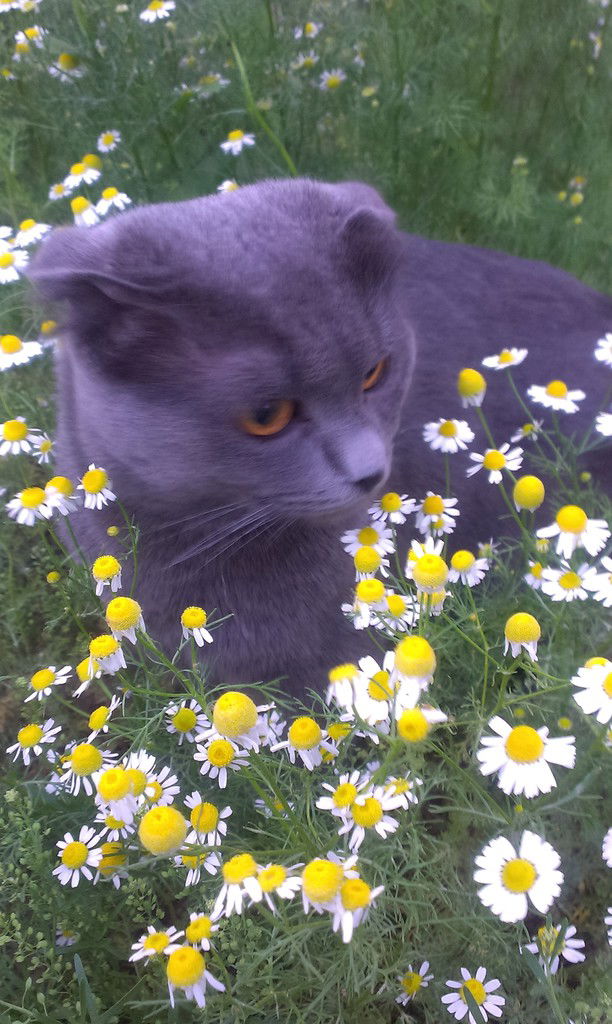 Лола Набиева