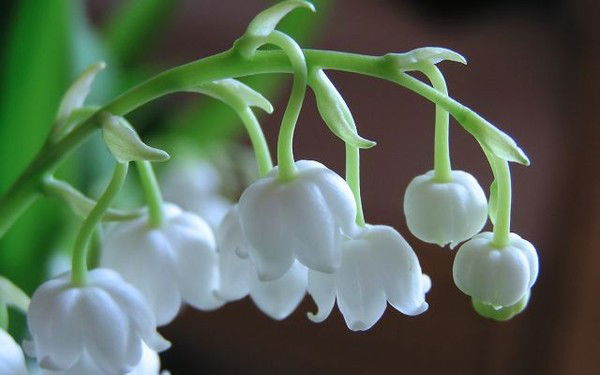 Ольга Денгубенко