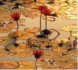 Елена Семиногова