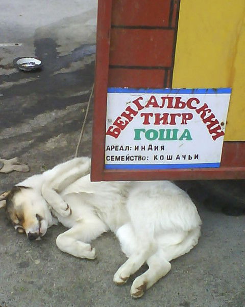 Михаил Рогожников