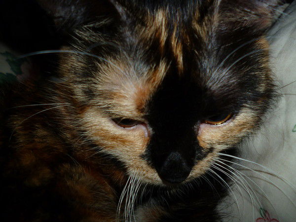 Валерий Фетисов