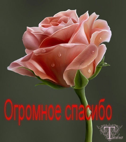 Светлана Рат