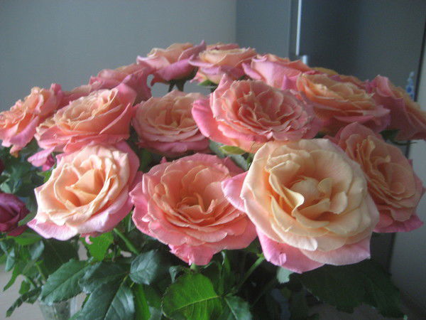 Avgustina Августина