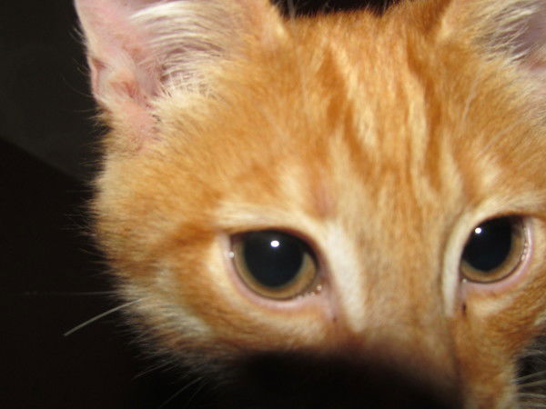 Александр Леонов