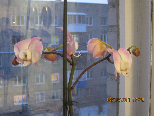 Галина Чебан