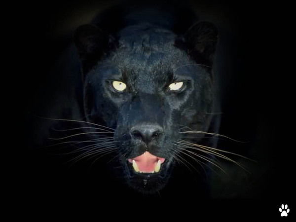 Ирина Царенко