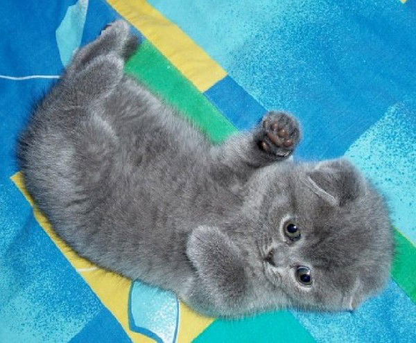 Ирусик Королькова