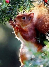 Алина Черепанова