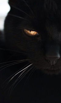 Антон Плужник