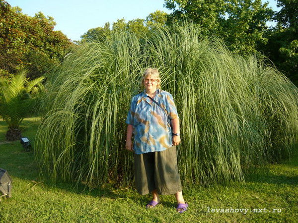 Елена Левашова