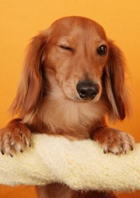 Анжела Хитрова