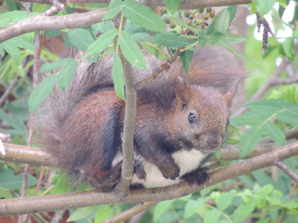 Дмитрий Коротков