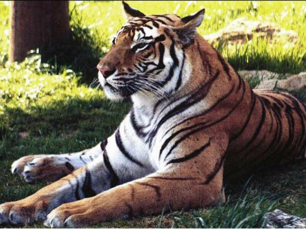 Коныс Абдуллаев