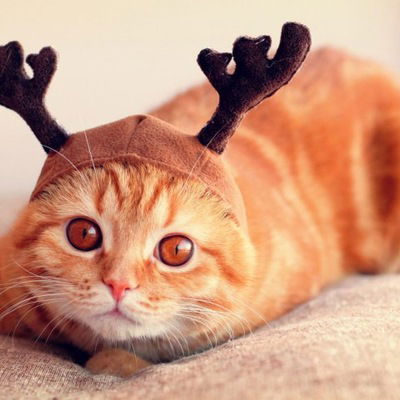 Ксения Волкова