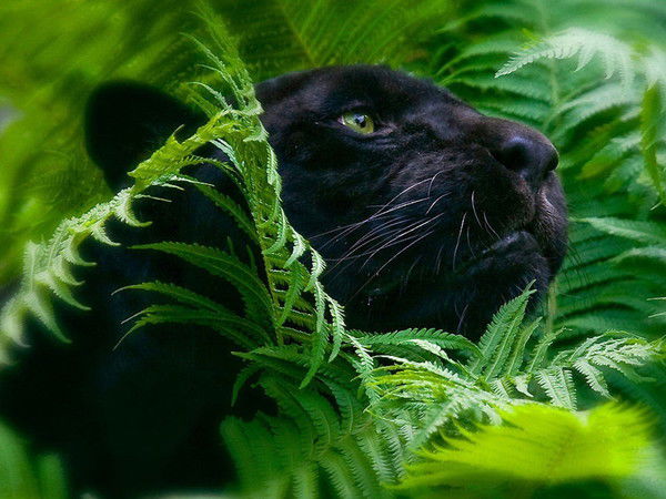 Ирина Фомина