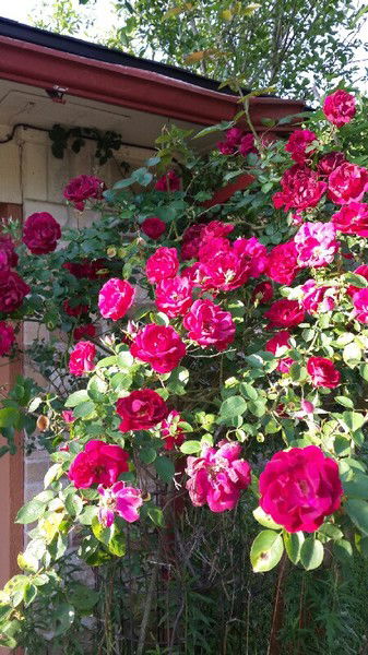 Милая Милая