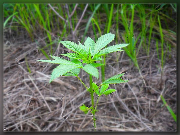 Михайло Булочкин