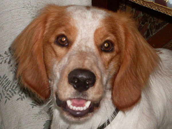 Ирина Кохан