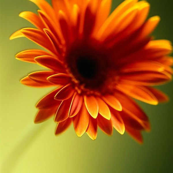 Алёна Наумович