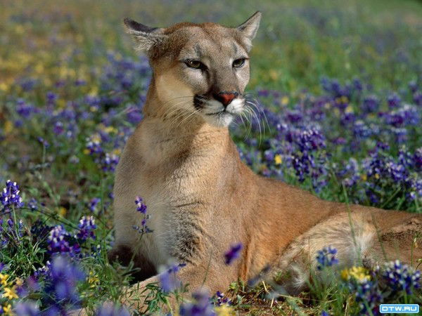 Маря Герасим