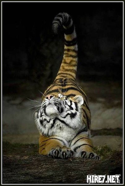 Станислав Дубачинский