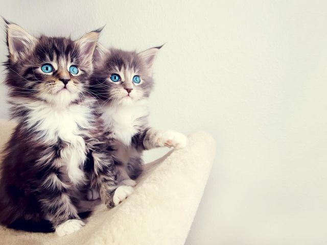 Светлана Комарова