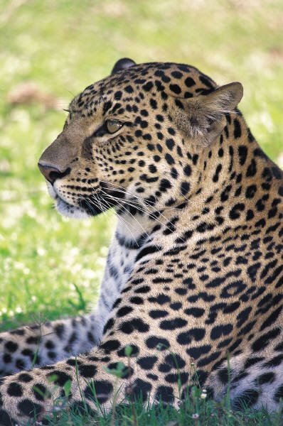 Виктория Майборода