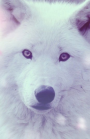 Волчица Анна Wendette