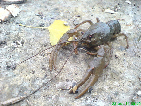 Айрат Айрат