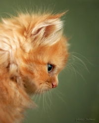 Марина Астанина